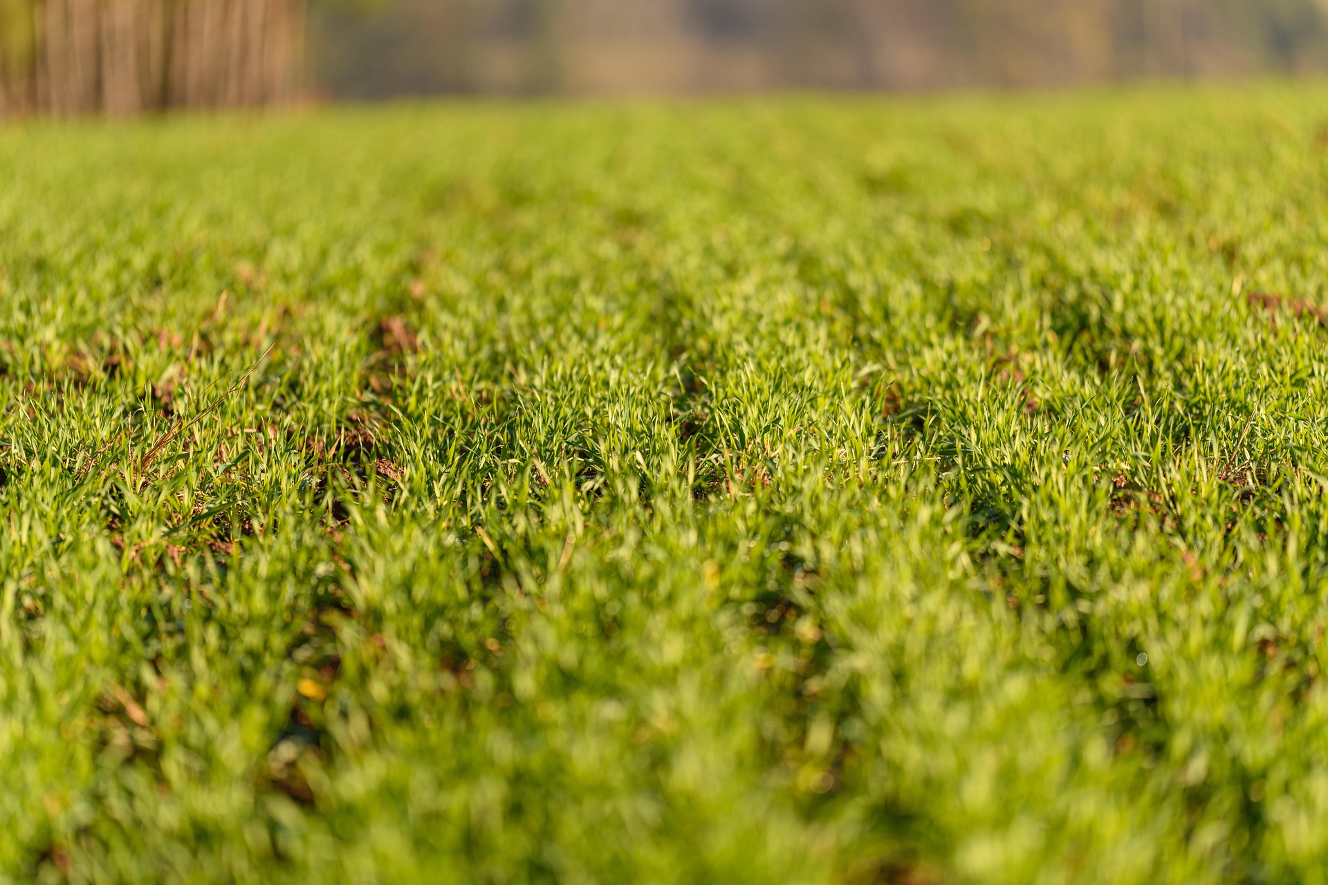 Crop cultivation